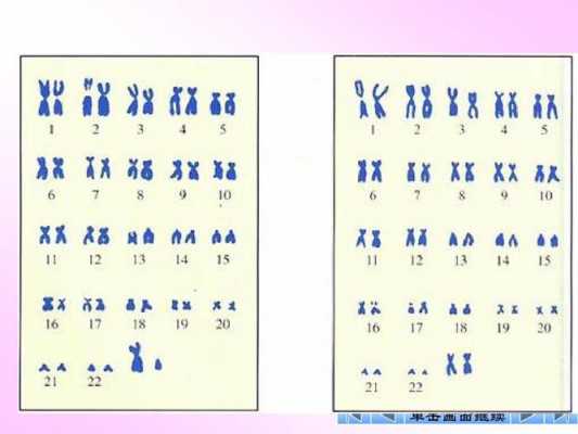 荧光染料标记染色体是什么 荧光染料标记染色体-图3