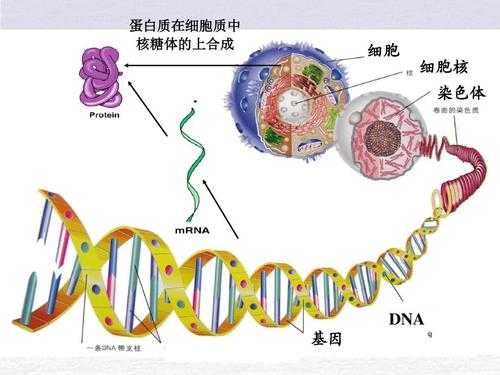 碱性染料染的是染色质的dna还是蛋白质-图2