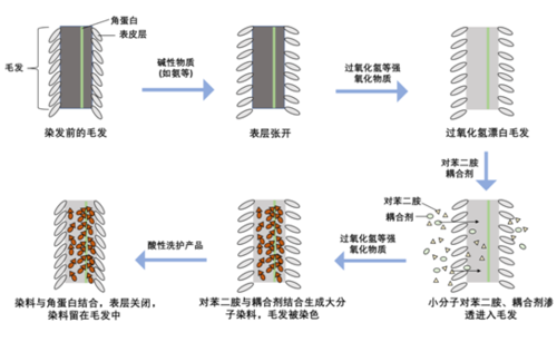 直接染料固色原理-图1