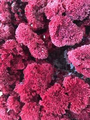 珊瑚红色怎么用颜料调-图2