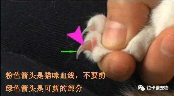 猫指甲怎么修复的快点,猫指甲应该怎么 -图2